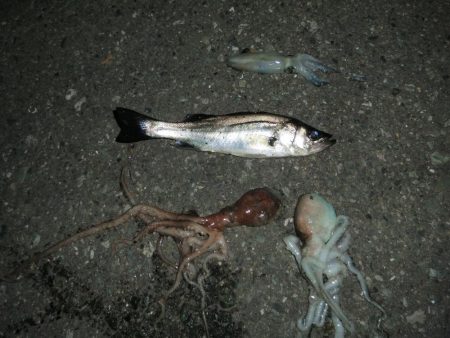 セイゴ・ヒイカ・マダコ２匹