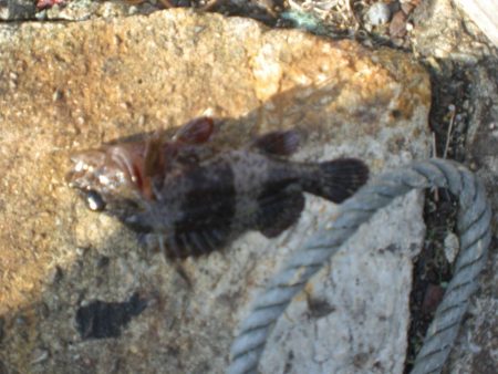 キス居るかな、ちょい投げ