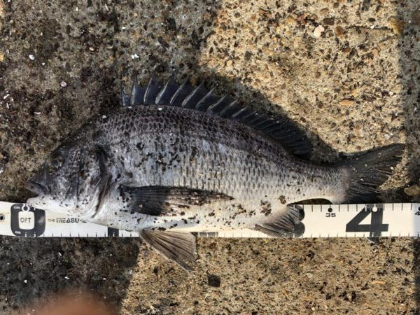 イチノ兄弟、釣果!