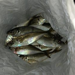 ベタ凪濃霧アジング