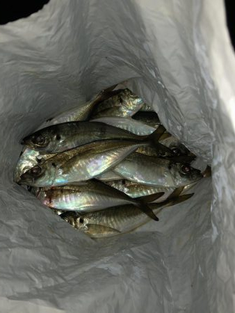 ベタ凪濃霧アジング