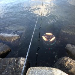 エビ撒きハネ釣りなんですけど何か？