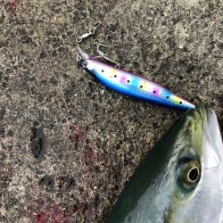 竿納で青物連発！