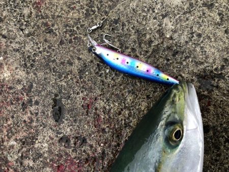 竿納で青物連発！