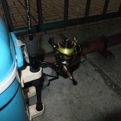 久々のアジング