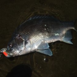 秋のハイシーズンは終了