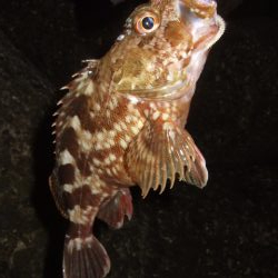 寒さに耐えてアジング