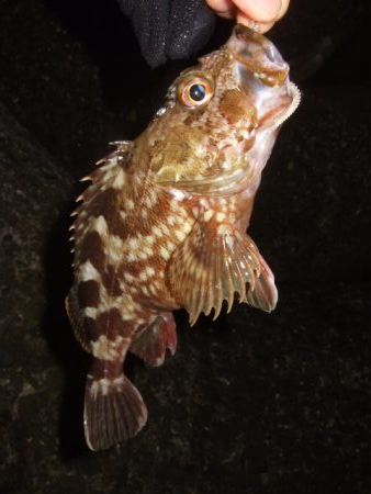 寒さに耐えてアジング