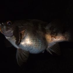 釣り納めライトゲーム