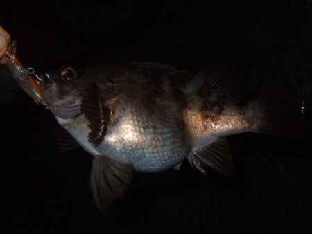 釣り納めライトゲーム