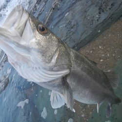 シーバスリベンジ