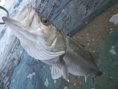 シーバスリベンジ