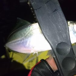 今夜も寄り道アジング