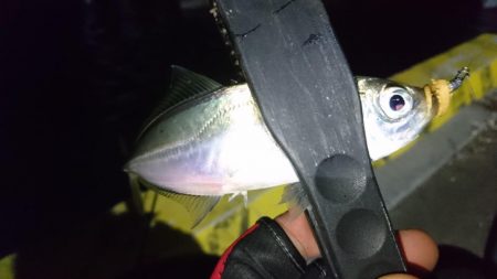 今夜も寄り道アジング