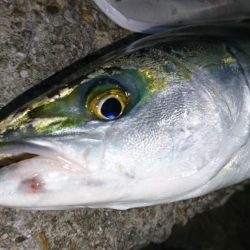 シーバス時々メバル＆・・・？！！