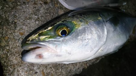 シーバス時々メバル＆・・・？！！