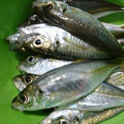 今夜はアジング！！