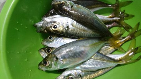 今夜はアジング！！