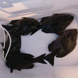 太地でグレ釣り