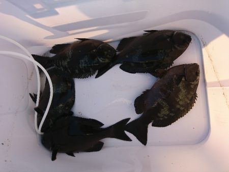 太地でグレ釣り