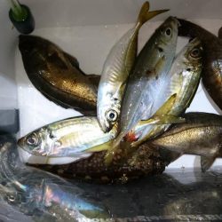 アジ＆メバル！！