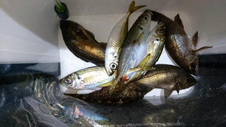 アジ＆メバル！！