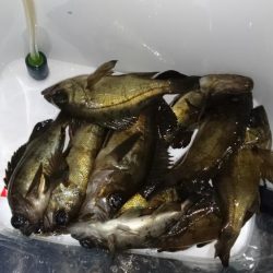 メバリング！！