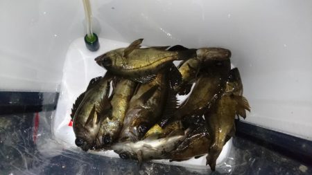 メバリング！！