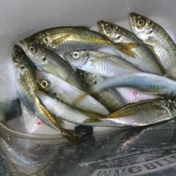 今夜もアジ！！