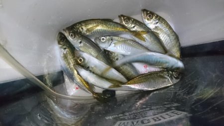 今夜もアジ！！