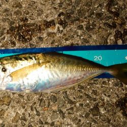 引き続きアジ好調です!