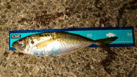 引き続きアジ好調です!