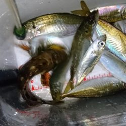 今夜もアジ！！