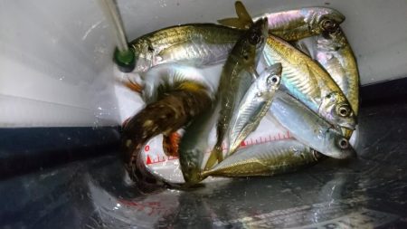 今夜もアジ！！