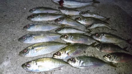 淡路でアジング！！