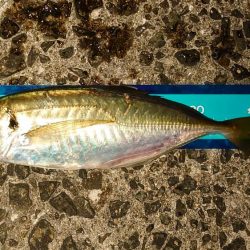 懲りずに良型アジングに!