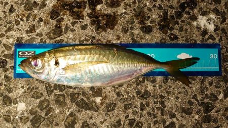 懲りずに良型アジングに!