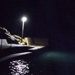 港内での根魚との戯れ