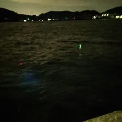 今年最後!アオリ、尺アジ、マダイはくるか