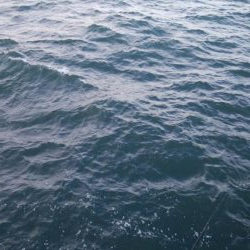 タチウオ数減ってきた