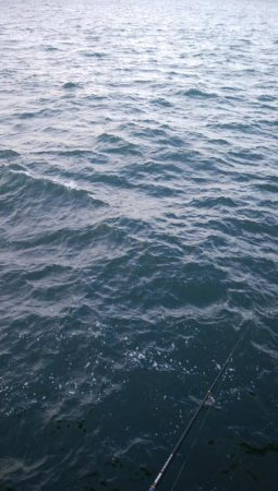 タチウオ数減ってきた