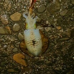 今年最後のアオリイカ