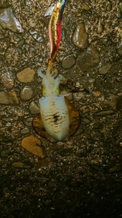 今年最後のアオリイカ