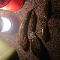 日曜日のんびり釣り