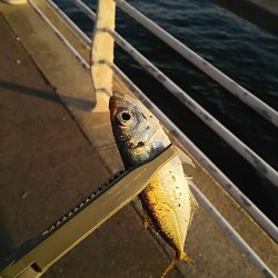 アジ釣り