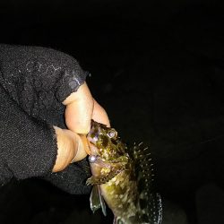 メバル ガシラ釣り