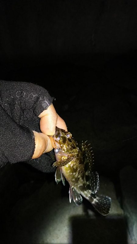 メバル ガシラ釣り