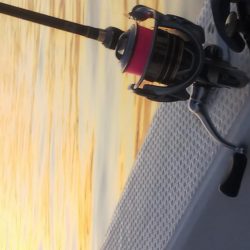 ロックフィッシュショート便❗️