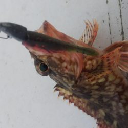 タケノコ1  ガシラ7