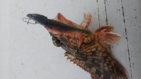 タケノコ1  ガシラ7